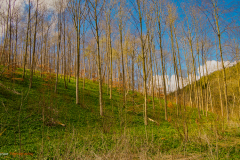 Trees in Millington Woods