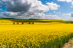 Fields of Oilseed rape Kirby Grindalythe Yorkshire Wolds