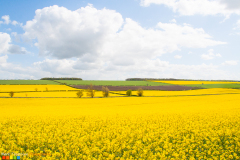 Oilseed rape in the Great Wold Valley