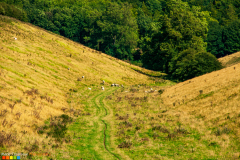Cow Dale sheep walk nr Huggate in the Yorkshire Wolds