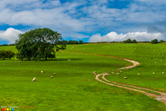 Burdale Sheep Walk