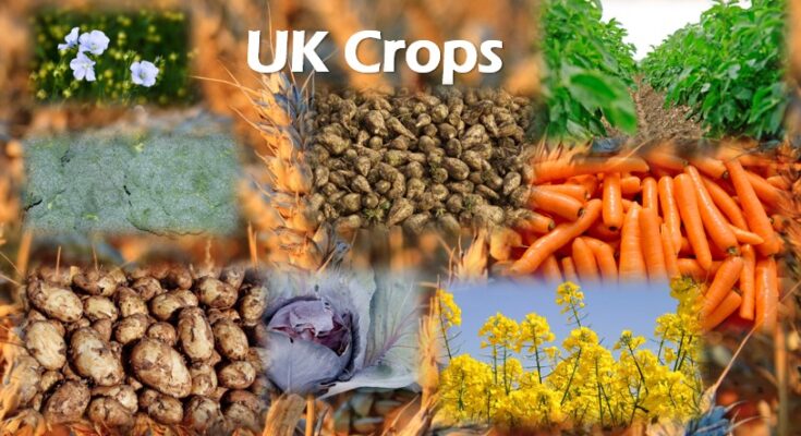 UK Crops