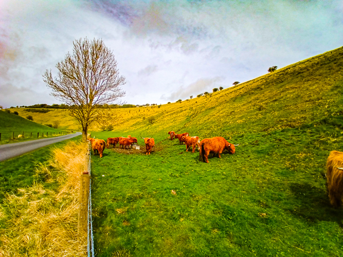 Highland Cattle in Thixendale