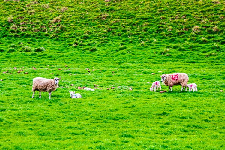 Sheep in Thixendale
