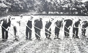 Hoeing Sugar Beet