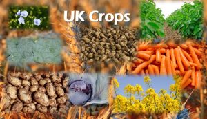 UK Arable Crops