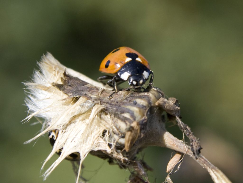 Ladybird