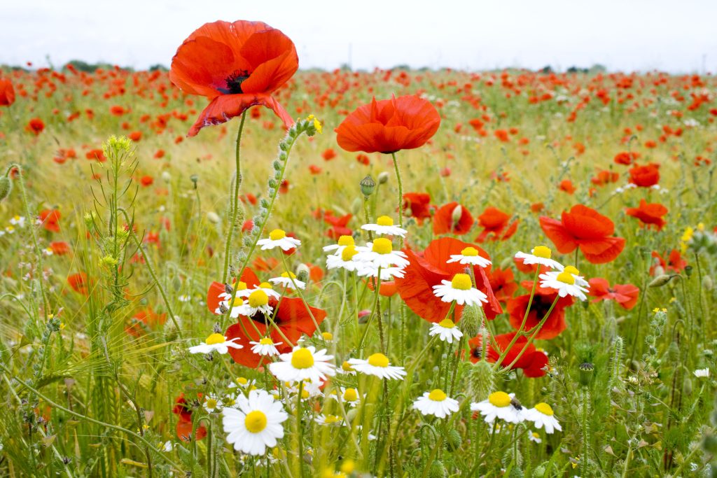 Wild Flowers or Weeds