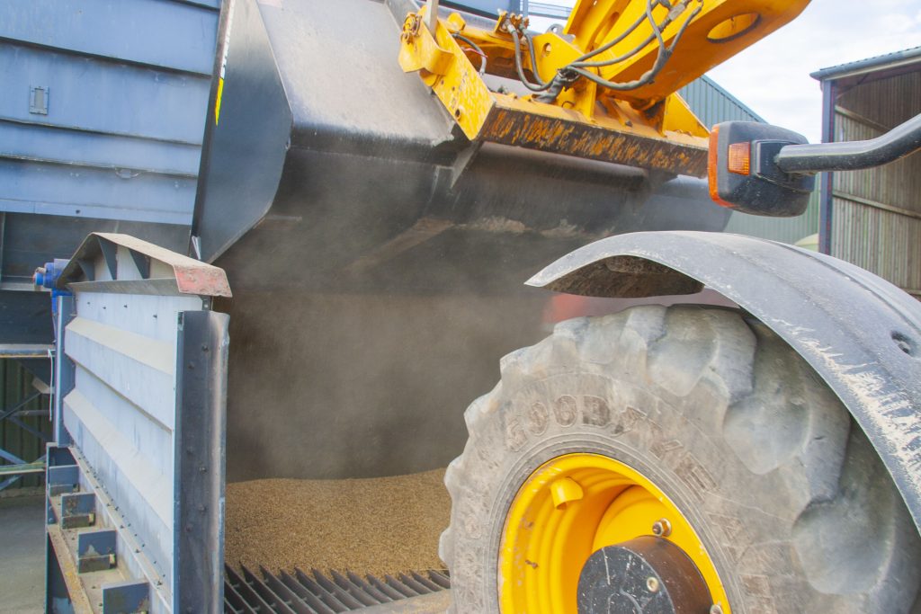 Grain being put over dryer for safe storage