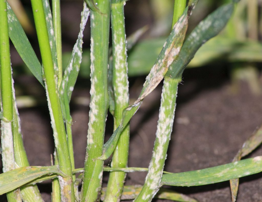 Mildew in wheat