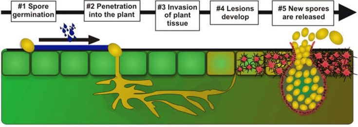 How fungi infect crops