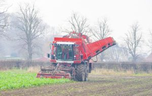 Harvesting Sugar Beet