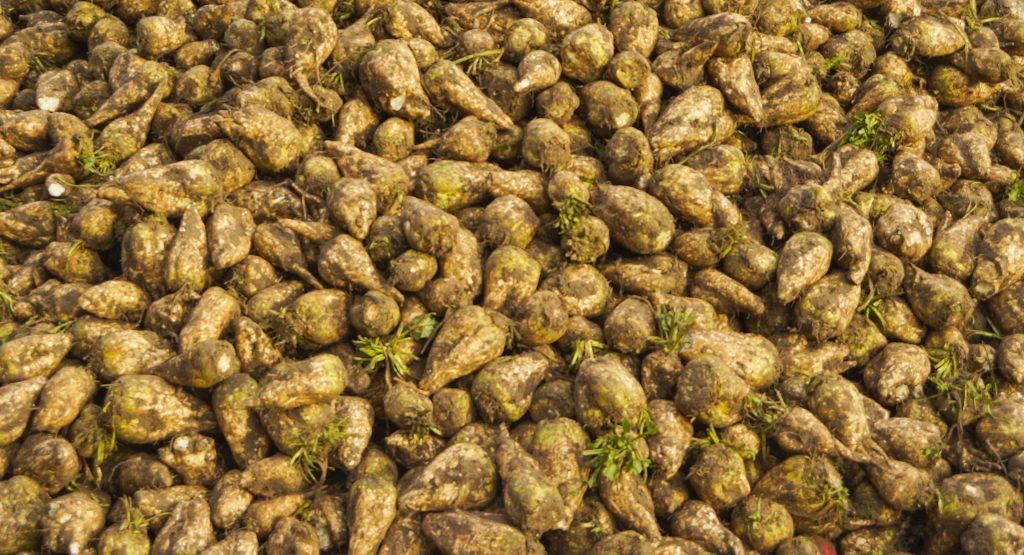 Harvested Sugar Beet