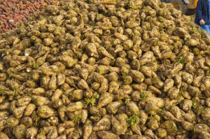 Harvested Sugar Beet