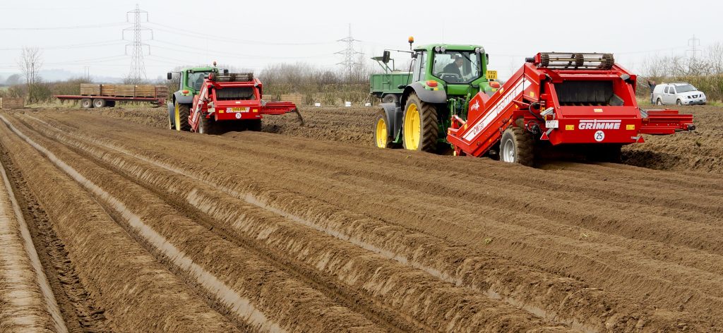 De-stoning potato beds