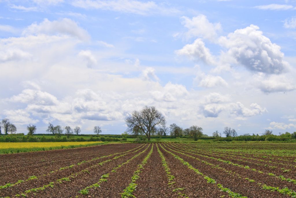 Emerging Potatoes