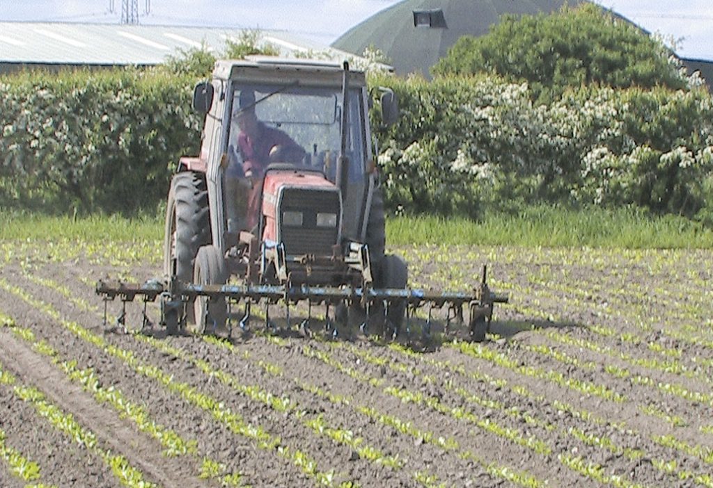 Mechanical Weeding or Scruffling Sugar Beet