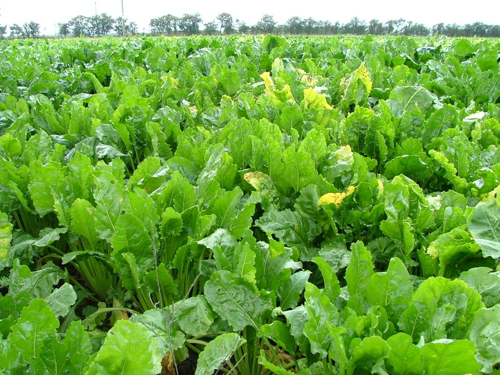 Sugar Beet (Beta vulgaris)