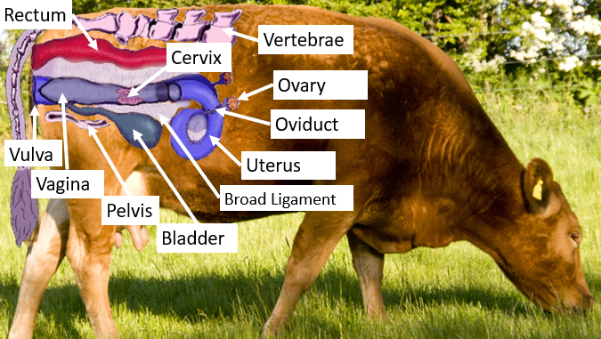 Female Reproductive System