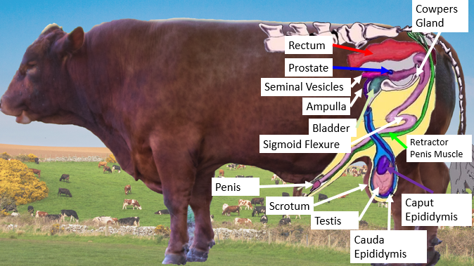 Male Reproductive System