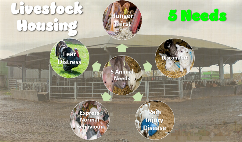 5 Needs Livestock Housing