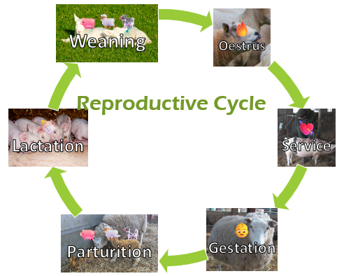 Female Reproductive Cycle