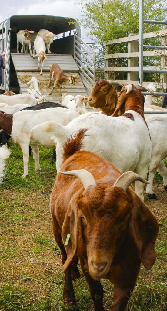 Loading Goats