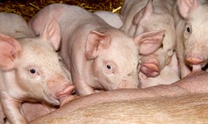 Piglets Suckerling