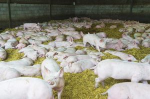 Straw for Livestock Bedding