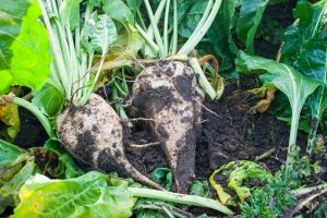 Sugar Beet