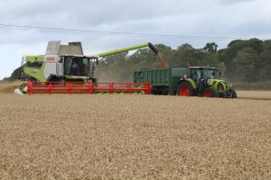 Harvesting Wheat