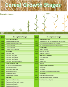 Cereal Growth Stages