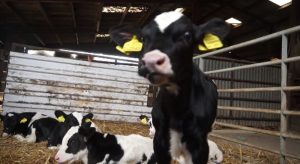 Dairy Calf