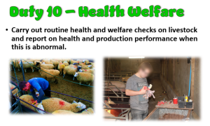 Duty 10 Livestock Health Welfare