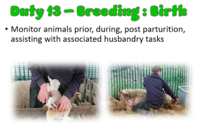 Duty 13 Livestock Parturition