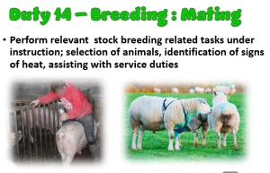 Duty 14 Livestock Mating