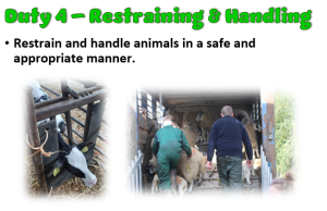 Duty 4 Livestock Restrain Handling Transport