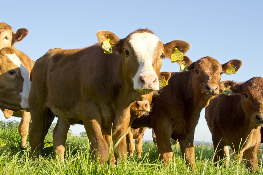 Stabiliser Calves