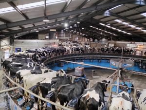 Carousel Milking Parlour