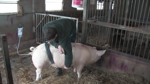 Artificially Inseminating (AI) Pigs