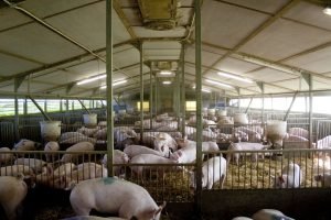Indoor Fattening Pigs