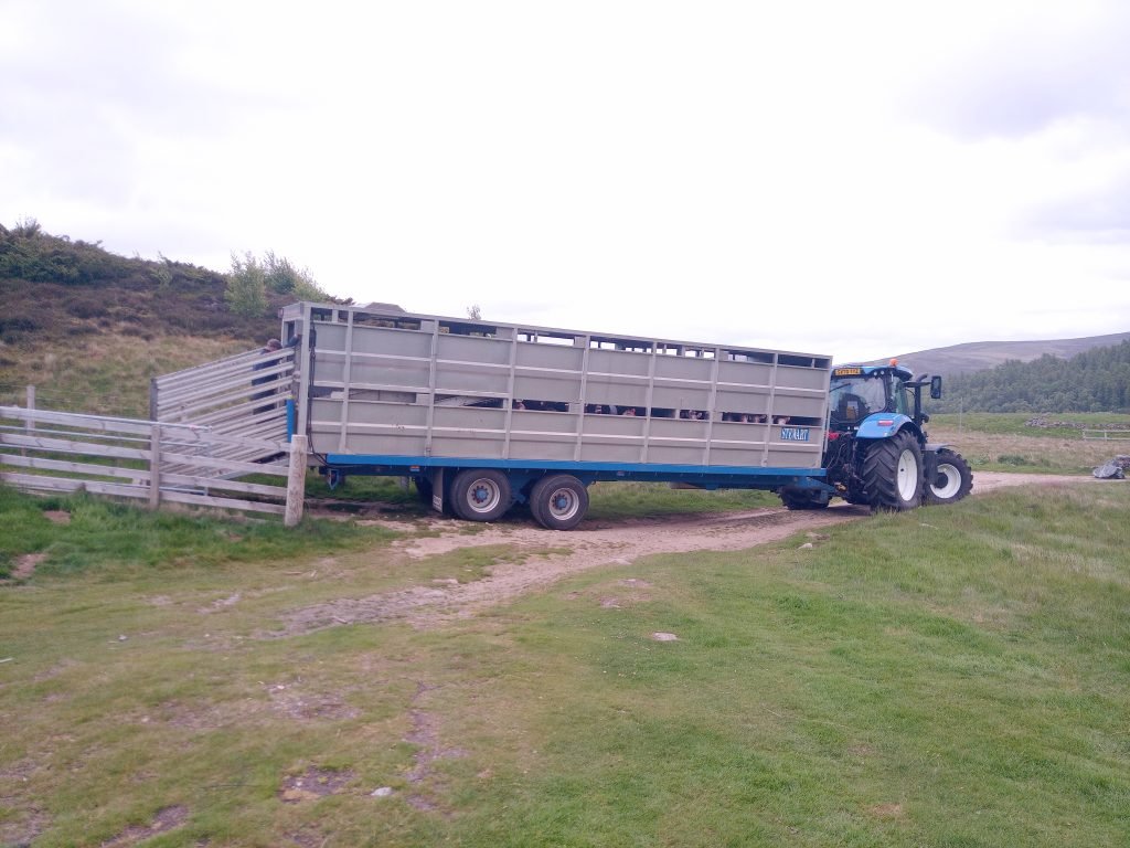 Transporting Livestock