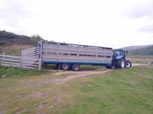 Transporting Livestock