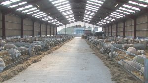 Sheep housed for lambing