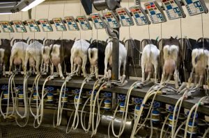 Dairy Goats being milked