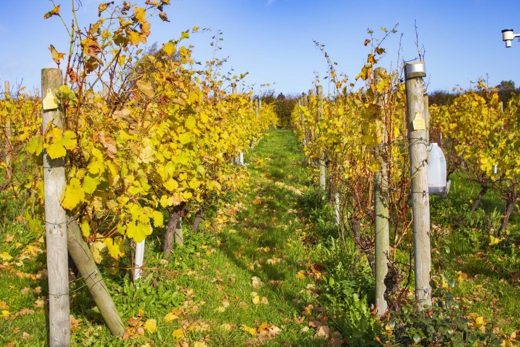 Vineyard Cycle - Autumn