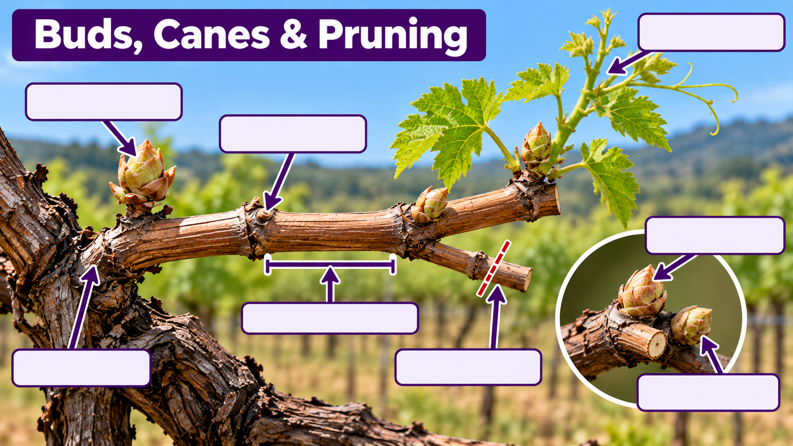What is a vine - labelled diagram